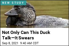 Not Only Can This Duck Talk&mdash;It Swears