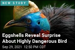 Eggshells Reveal Surprise About Highly Dangerous Bird