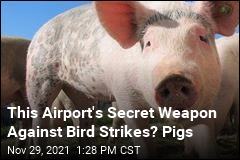 This Airport&#39;s Secret Weapon Against Bird Strikes? Pigs