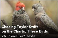 Artists on This Top-Selling Album Are All Birds