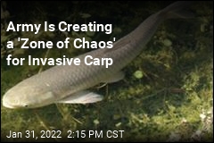 Army Is Creating a &#39;Zone of Chaos&#39; for Invasive Carp