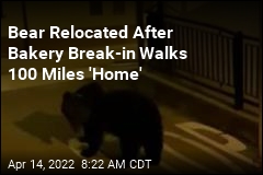 Bear Relocated After Bakery Break-in Walks 100 Miles &#39;Home&#39;