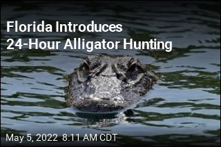 Florida Introduces 24-Hour Alligator Hunting