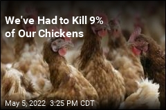 We&#39;ve Had to Kill 9% of Our Chickens