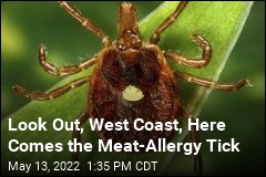 Tick That Triggers Meat Allergy Is Expanding Range