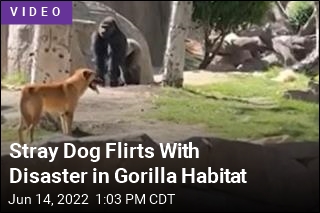 Stray Dog Flirts With Disaster in Gorilla Habitat