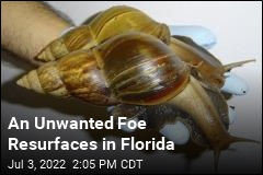 An Unwanted Foe Resurfaces in Florida