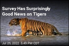 Survey Has Surprisingly Good News on Tigers