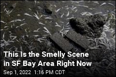 This Is the Smelly Scene in SF Bay Area Right Now