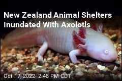 New Zealand Animal Shelters Inundated with Axolotls