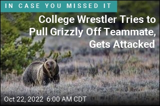 College Wrestlers Attacked by Grizzly Bear in Utah