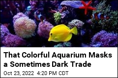 That Colorful Aquarium Masks a Sometimes Dark Trade