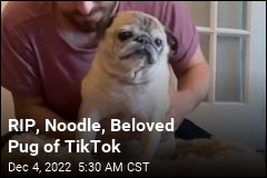 RIP, Noodle, Beloved Pug of TikTok