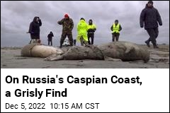On Russia&#39;s Caspian Coast, a Grisly Find