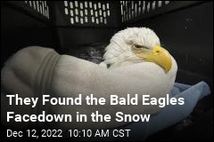 They Found the Bald Eagles Facedown in the Snow