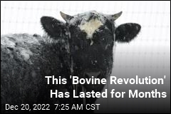 This &#39;Bovine Revolution&#39; Has Lasted for Months