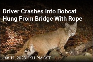 NY Man Drives Into Bobcat Hung From Bridge