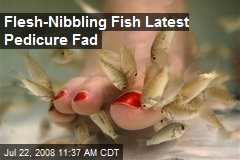 Flesh-Nibbling Fish Latest Pedicure Fad