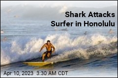Surfer Attacked by Shark in Honolulu