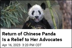 Return of Chinese Panda Is a Relief to Her Advocates
