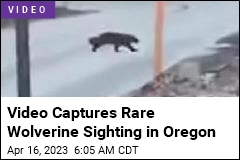 Video Captures Rare Wolverine Sighting in Oregon