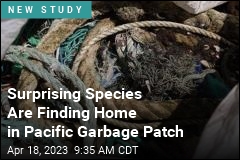 Surprising Species Are Finding Home in Pacific Garbage Patch