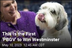 This Is the First &#39;PBGV&#39; to Win Westminster