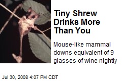 Tiny Shrew Drinks More Than You