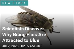 Here&#39;s Why Biting Flies Like Blue