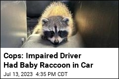 Cops: Impaired Driver Had Baby Raccoon in Car
