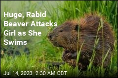 Girl Attacked by Huge, Rabid Beaver in Georgia