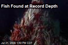 Fish Found at Record Depth