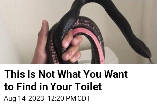 This Is Not What You Want to Find in Your Toilet