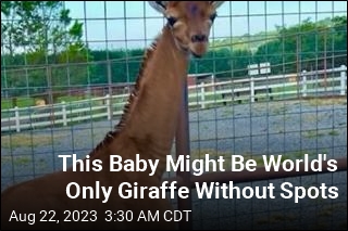 This Baby Might Be World&#39;s Only Giraffe Without Spots