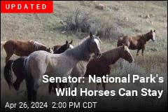 Beloved Wild Horses May Be Removed From National Park