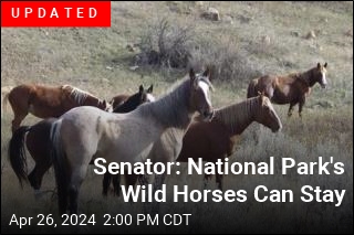 Beloved Wild Horses May Be Removed From National Park