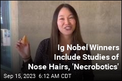 Ig Nobel Winners Include Studies of Nose Hairs, &#39;Necrobotics&#39;