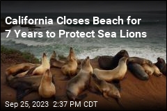 California Sea Lions Get 7-Year Break From Humans
