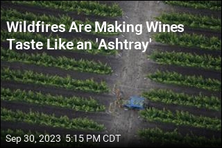 Wildfires Are Making Wines Taste Like an &#39;Ashtray&#39;