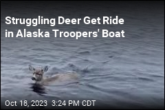 Troopers Save Struggling Deer in Alaskan Waters