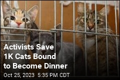 Activists Save 1K Cats Bound to Become Dinner