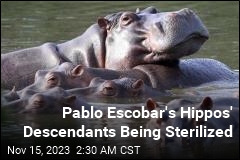 Colombia Begins Mass Hippo Sterilization Project