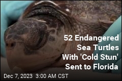52 Sea Turtles Recovering From &#39;Cold Stun&#39;
