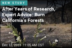 To Bolster California&#39;s Forests, Light Them Up