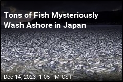 Tons of Fish Mysteriously Wash Ashore in Japan