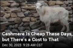 Cashmere Is Cheap These Days, but There&#39;s a Cost to That