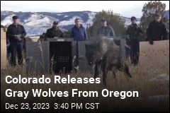 Colorado Releases Gray Wolves From Oregon