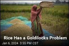 Rice Has a Goldilocks Problem