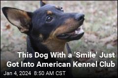 This &#39;Gritty Little Dog&#39; Just Got Into American Kennel Club