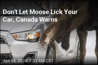 Don&#39;t Let Moose Lick Your Car, Canada Warns